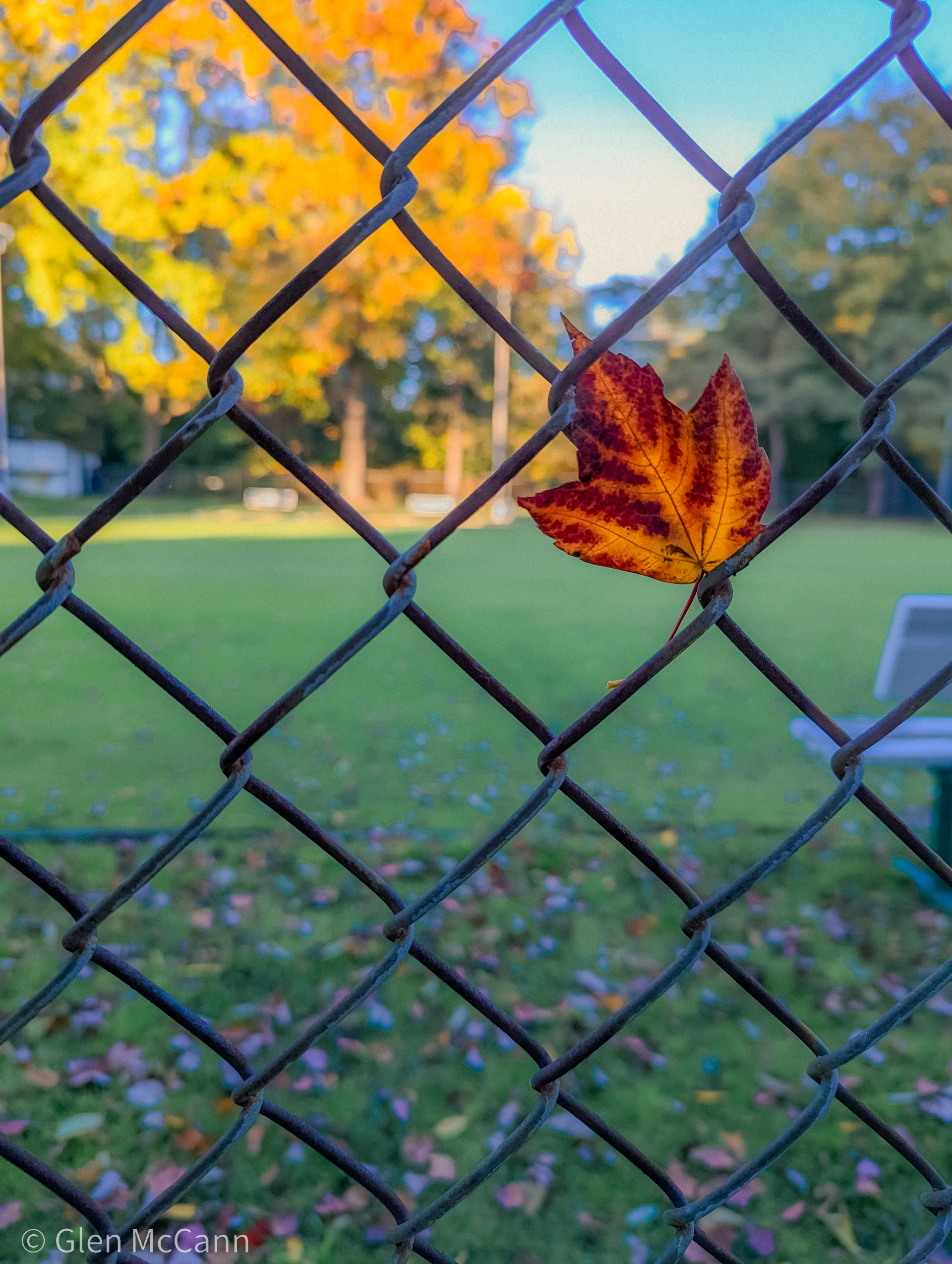 Photo of a bright red maple leaf caught in a chain link fence.