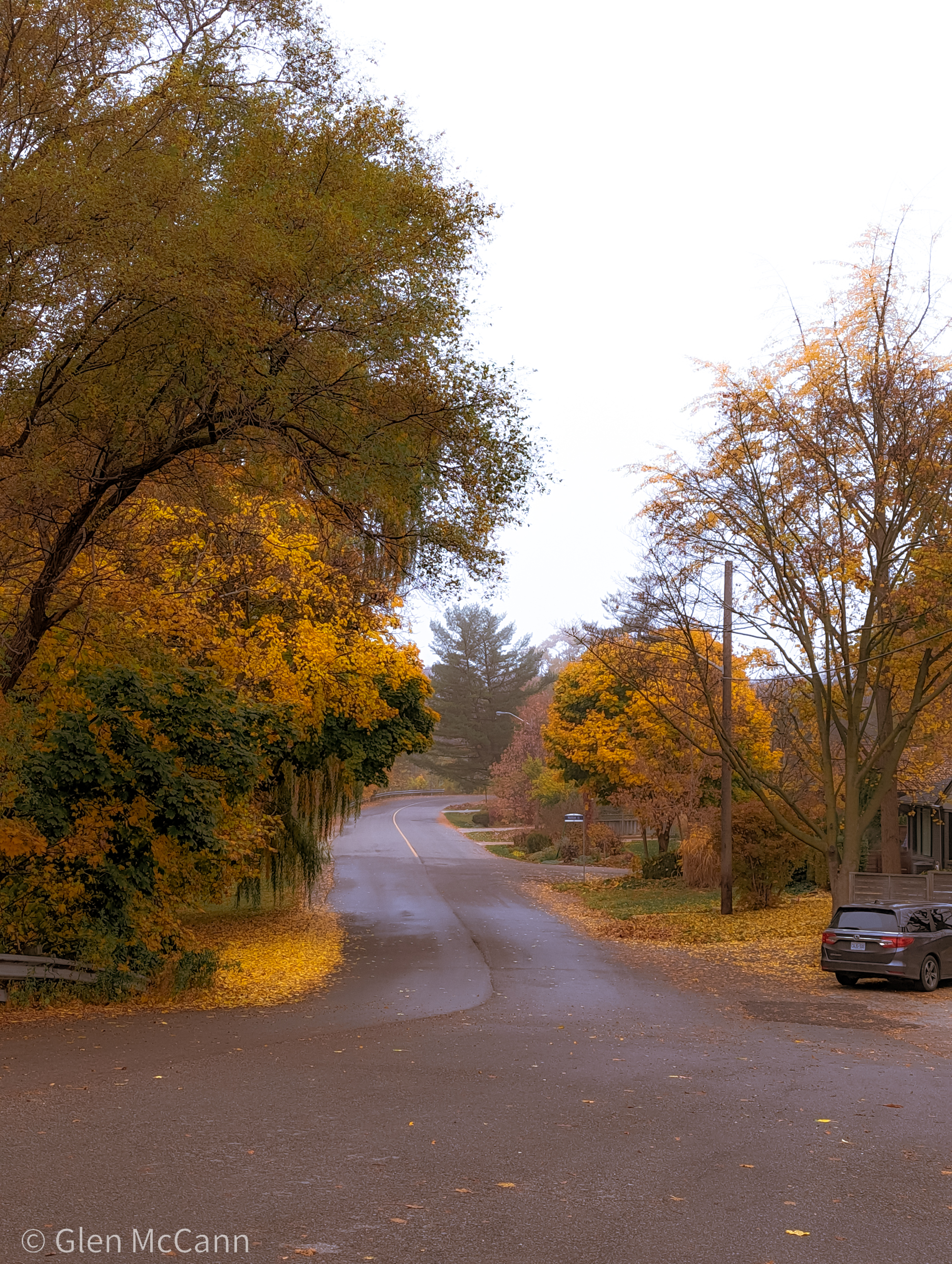 Photo of a wet and foggy street with yellow fall leaves and trees lining the road.
