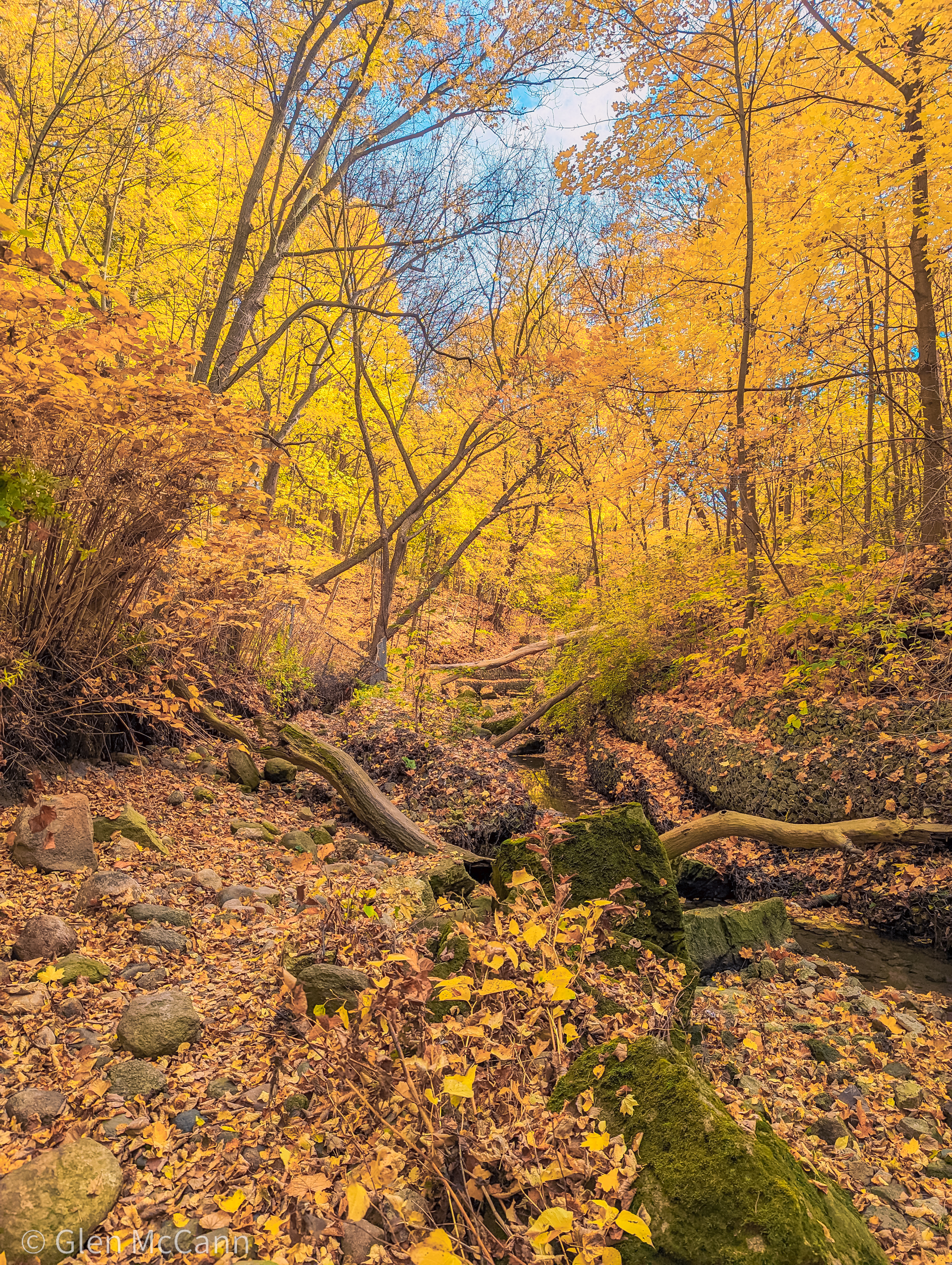 Photo of a forest floor completely covered in yellow leaves in the fall.