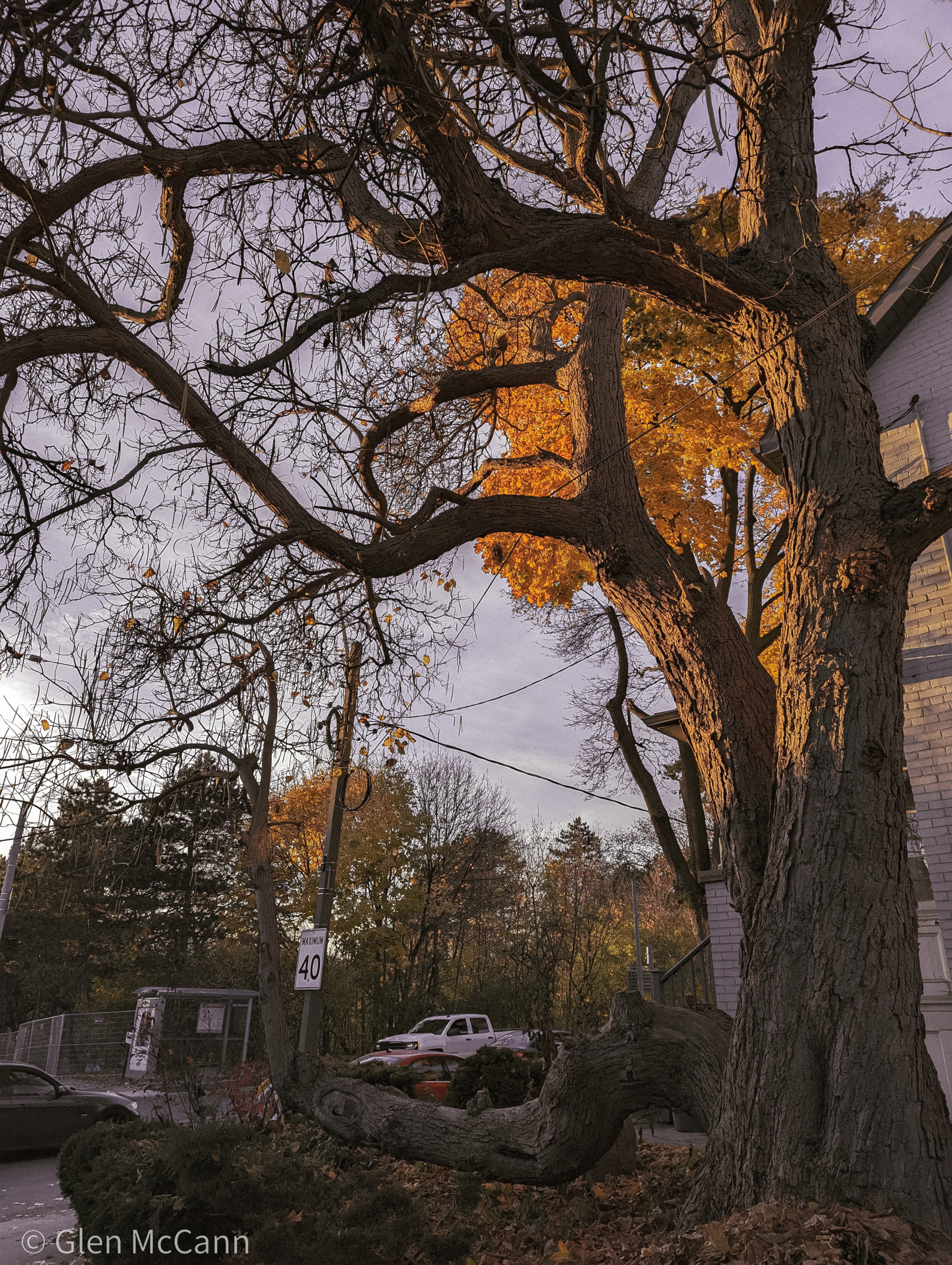 Photo of a tree next to a house while the sun is going down and lighting up the leaves of the tree.